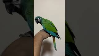 Chestnut-fronted macaw/Pets La…