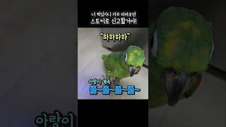 바람둥이앵무새 신고할거야!바람피지말라구!!#아랑이 #아마존앵무새 #앵무새