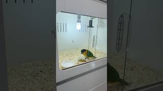 낯선 집에 데려오자마자 밥먹는 상위 1% 카이큐 하루 #검카