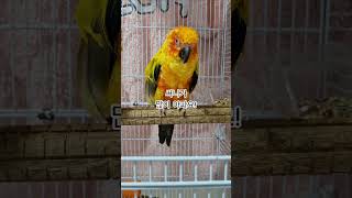 써니야 힘내서 빨리 나아야지!  #썬코뉴어 #parrot #앵무새 #아파요 #painful #힘내서 #cheer up #나아야지! #get better #써니