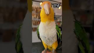노랑머리 카이큐앵무새 아코 #shorts