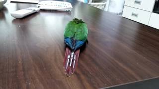 그린칙 코뉴어 두리 동전놀이