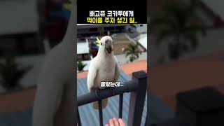 코카투한테 먹이를 주면 안되는 이유