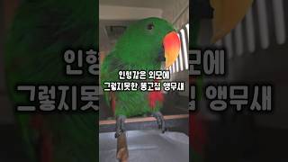 인형같은 외모믿고 엄마 말 안듣는 사춘기 앵무새 #윙스…