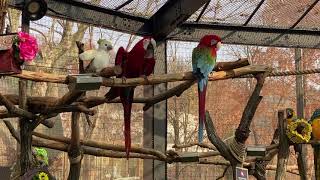 201115 | 에버랜드 홍금강앵무