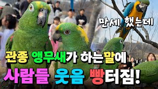 [말로 대화하는 앵무새] 너무 웃긴 앵무새커플 - 사람들이 지켜보고있다! 더 반갑게 말해주고 싶은 앵무새 대화