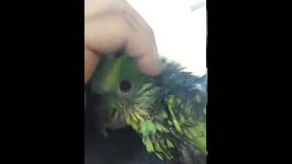 KakaoTalk Video 20171003 1754 …