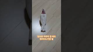 닭둘기 돼지앵 #갈라코카투 #앵무새 #birds #pa…