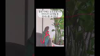 앵무새 바다의 하네스 적응기 0일차!