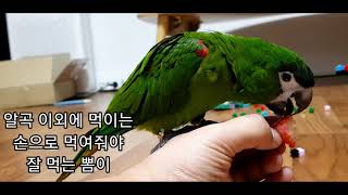 공서연(앵무새)한스마카우.뽐이.식사.앵무새 사회성.2020.12.17