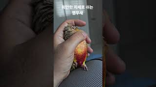 희안한 자세로 쉬는 앵무새 #parrot #birds #반려동물 #동물 #코뉴어 #cute #pets