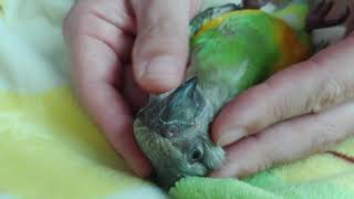 세네갈앵무 눕방