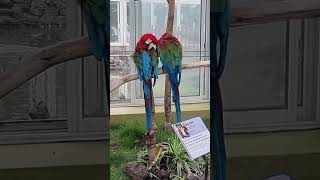 홍금강앵무새의 사랑~ 