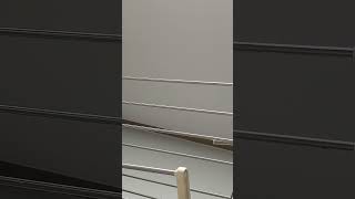 귀농귀촌 아마존앵무새 말하고놀기