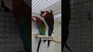 #beautiful Green wing macaw pa…