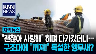 구조하러 온 소방관에 "꺼져!" 앵무새 독설에 현장 폭…