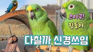 사람처럼 잔소리하는 앵무새  | 몸둥이가 또 말을 안들…