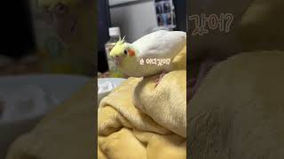 쓰담쓰담이 젤 좋은 앵무새 루피 #왕관앵무 #shorts #반려동물 #귀여운동물 #앵무새 #cockatiel