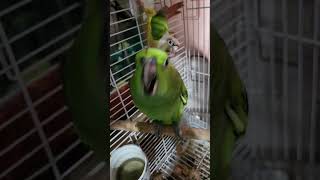 Mango The Sun Conure and Jimbo The Amazon Yellow Nape #sunconuremalayalam #birds #parrot #amazon