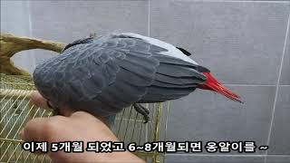 천재앵무새라 불리는 회색앵무새 입양을 하였습니다 ~~
