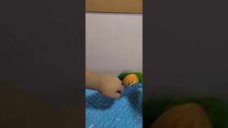 노랑머리카이큐