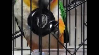 음료수 먹는 앵무새(검은머리카이큐)