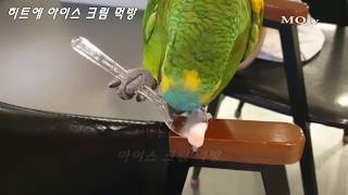 아마존 히트에 아이스크림 먹방/ 앵무새 숱가락으로 아이스 크림 먹방