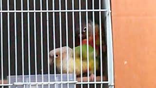 앵무새 짝짓기. 변태 엘로사이드 코뉴어 짝짓기 중