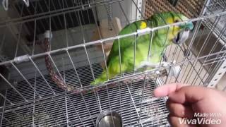 청모자아마존 '럭키'의 악수!