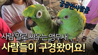 사람 말로 싸우는 앵무새 사람들이 구경하러 왔어요 / …