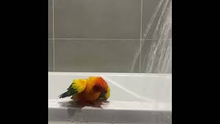 썬코뉴어 목욕 씬