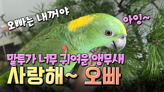 말투가 너무 귀여운 앵무새 목소리까지 최고 | 오늘도 …