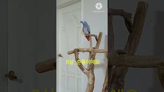 앵무새ㅡ8살 순돌이에요 #회색앵무 #parrot