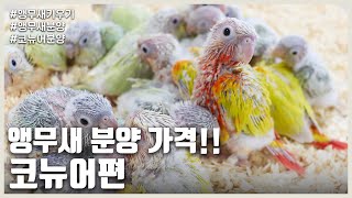 [앵무새키우기] 앵무새 분양 가격!! 코뉴어편 다양한 색깔을 가진 코뉴어들!!