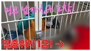 밍고 남자친구가 도착했어요!