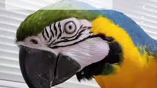 앵무새 말 가르치기 feat.청금강 망고