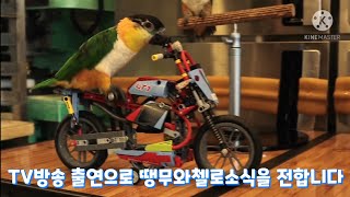 땡무와첼로의 특별한 재주를 TV방송영상으로 감상하세요