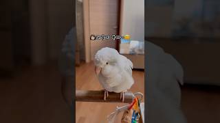 루틴을 외워버린 앵무새 다올이 #퀘이커앵무새 #러블리다다즈 #퀘이커앵무이다올