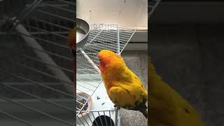 썬코뉴어 딱딱이 연습중