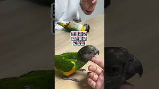 아빠전쟁 #루티노퀘이커 #세네갈앵무 #birds #세네갈앵무새 #검은머리카이큐 #parrot