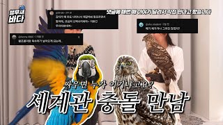 대형앵무새와 참매 싸우면 누가이기냐고요? 드디어 만났습…