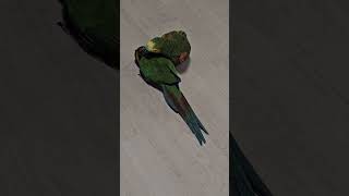 #옐로우카라마카우&amp;#윙청모자-끼리-#꽁냥꽁냥-거…