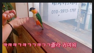 카이큐앵무새 영상 모음