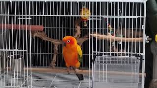 썬코뉴어 앵무새  울비비 영어 노래에 반응이 없네요ㅎ …