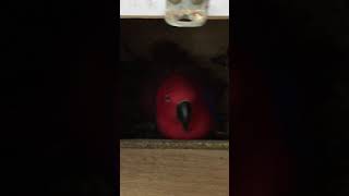 뉴기니아 와 마카우 뉴기니아 새끼가 태어 났네요 20190329 천둥 eclectus parrot baby - egg hatch