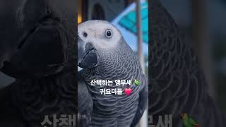 날씨좋아 산책나온 앵무새들  #parrot #앵무새 #…