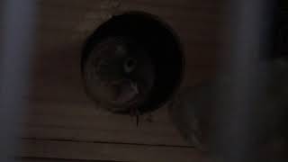 코뉴어 둘째 출산 소리