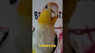 인사하는 노랑머리 카이큐앵무새 아코 #shorts