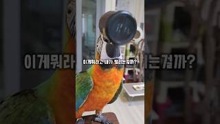 통 안에 들어있는 잣 하나 먹겠다고 잔머리 굴리는 앵무…