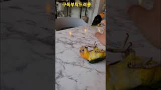 카이큐앵무새 뒤집기 #shorts
